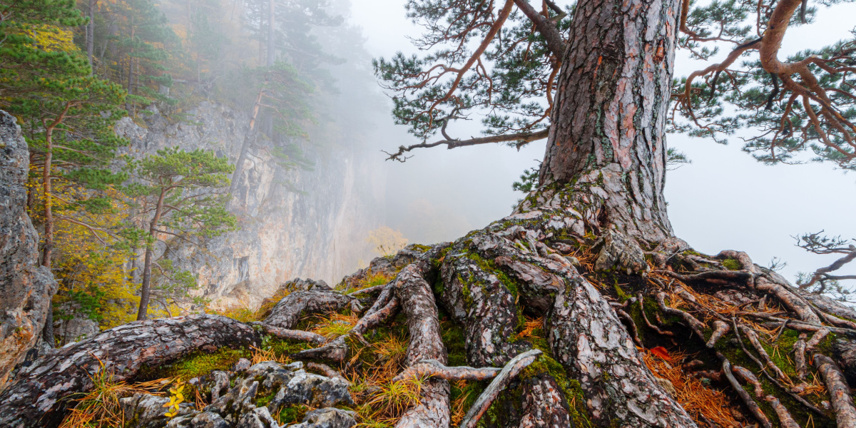 Building Resilience in Recovery