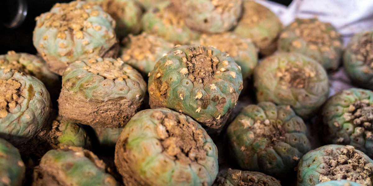 Canadian Company Is Mass-Producing Psychedelic Cactus Peyote ΓÇö Legally
