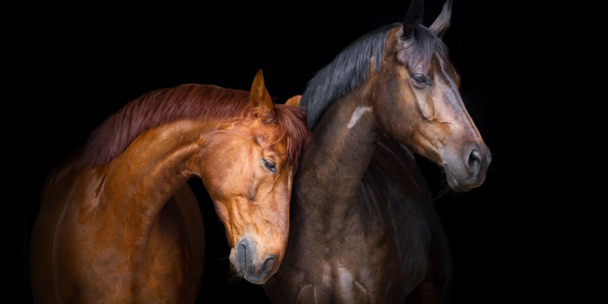 Equine Therapy for Addiction Treatment