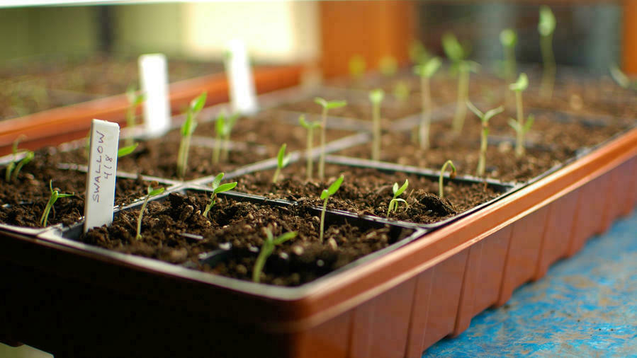 How To Grow Flowers From Seeds Indoors