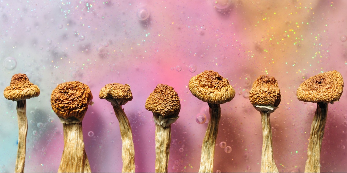 Psilocybin (Magic Mushrooms) the Most Popular Hallucinogen in the US