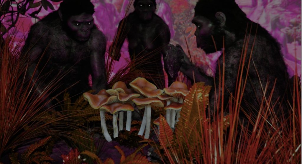 Stoned Ape Theory Explained