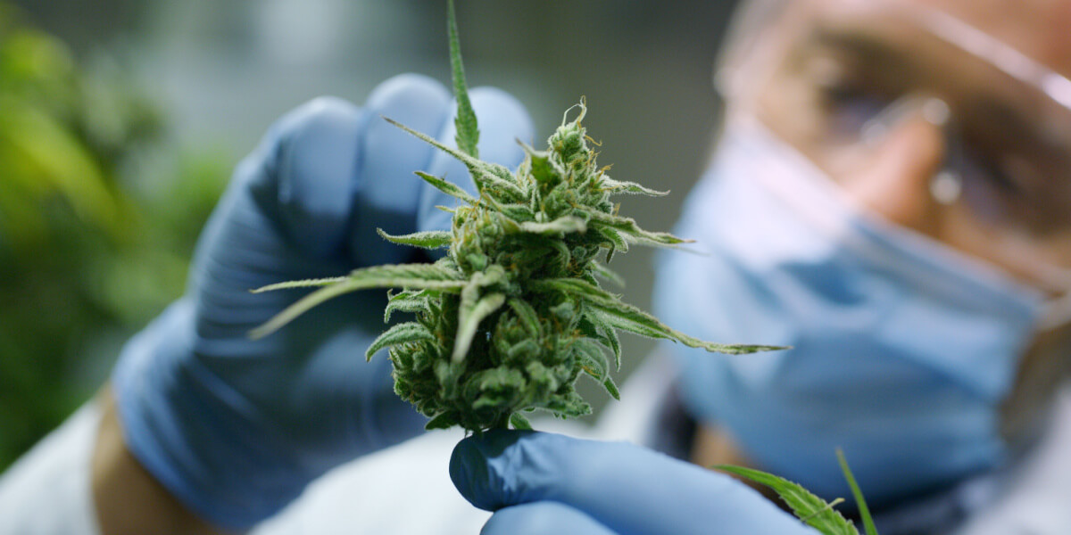 Cannabis Legalization HasnΓÇÖt Led to Increased Substance Abuse