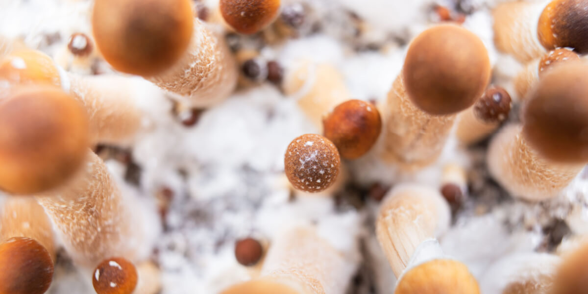 Australia To Allow Psychedelics For Treatment-Resistant Mental Illness