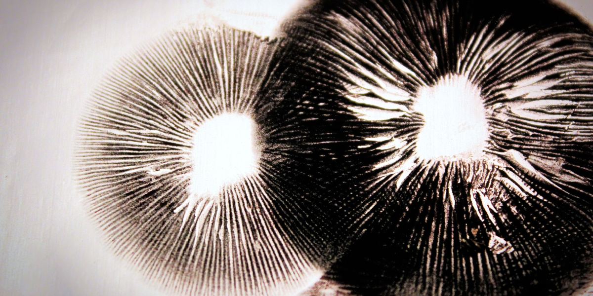 Psilocybin Can Alleviate Severe Depression For Up to 12 Weeks